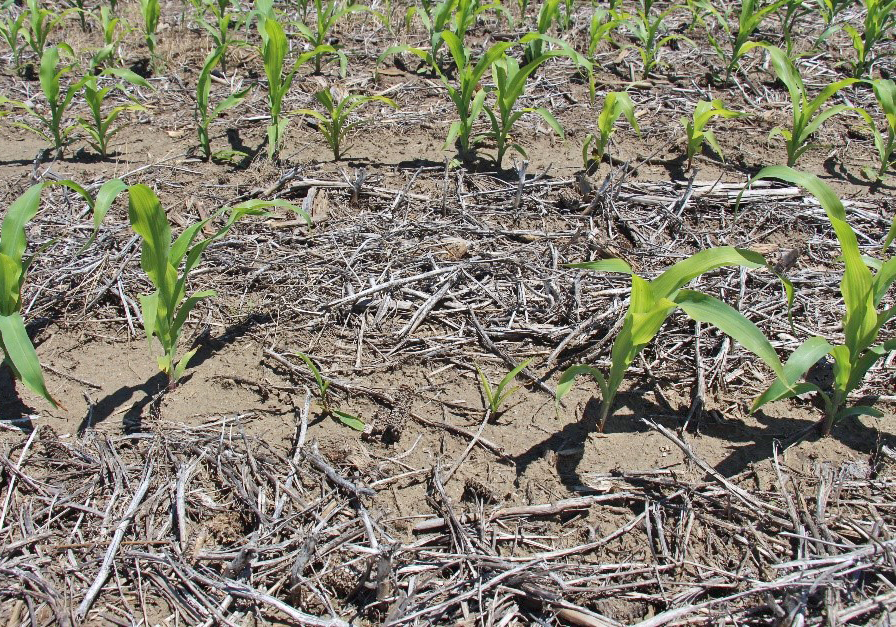 AGB uneven emergence